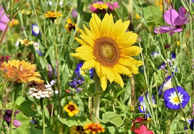 Guide d'Achat : Meilleur Outil de Jardinage Multifonction