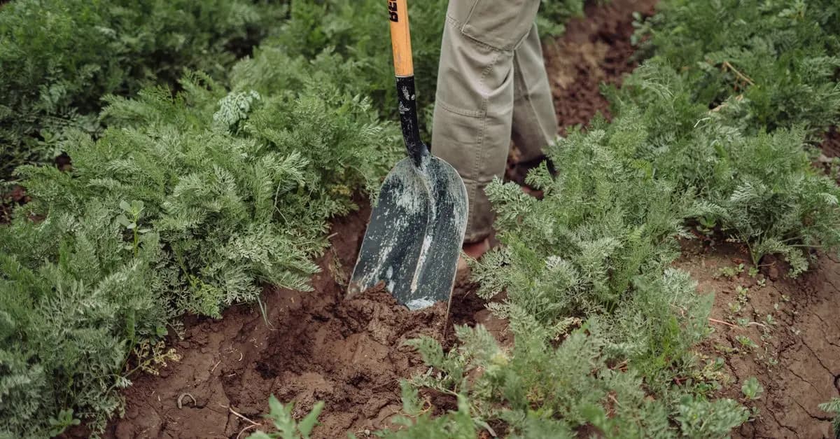 Guide d'achat : Choisir la pelle agricole idéale