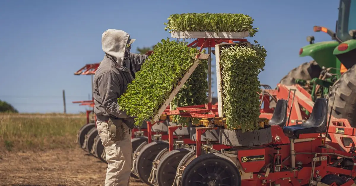Guide d'achat : Kit de plantation économique