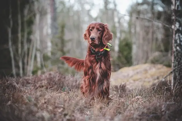 Ultimate Guide to Dog Training Treats