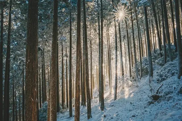 Guide d'Achat : Fonctions des Foreuses de Plantation