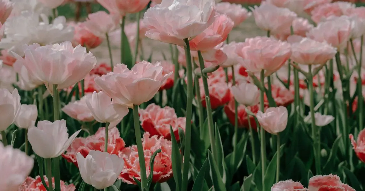 Diseño Inteligente para Jardines Pequeños